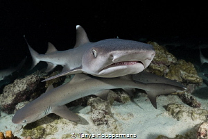Got Anything To Eat?
Whitetip reef sharks during their n... by Tanya Houppermans 
